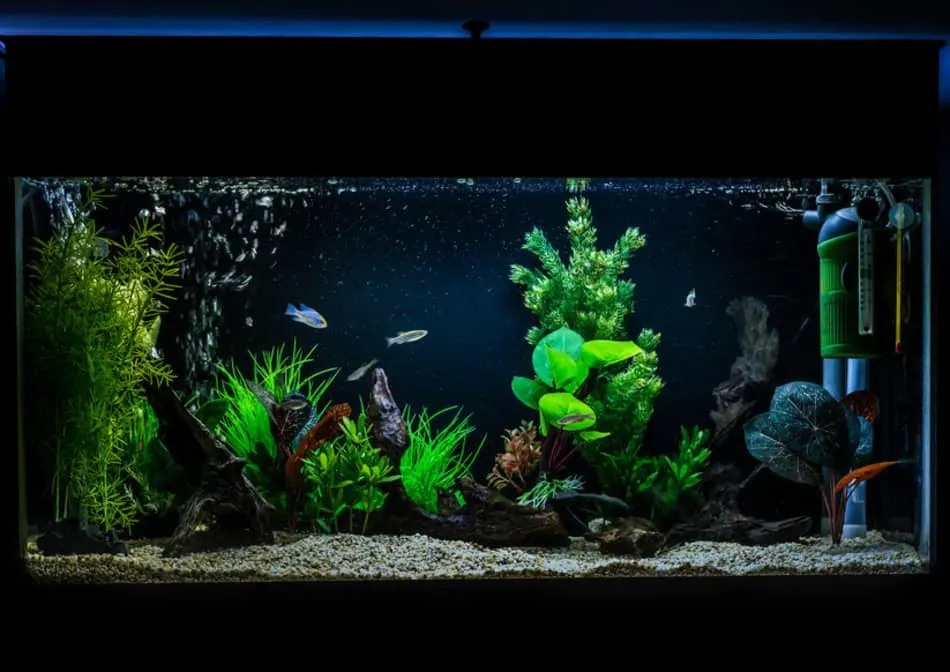 can you add too much bacteria to a fish tank