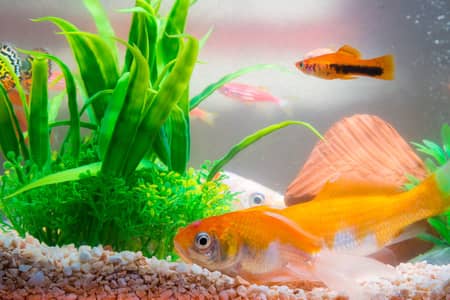 Can Goldfish And Platies Live Together?