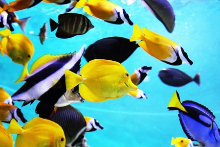 How Long Can Tropical Fish Live Without Food?