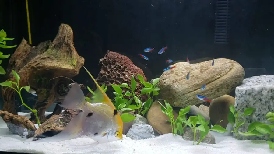 can angelfish live with neon tetras