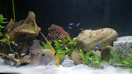 Can Angelfish Live With Neon Tetras?