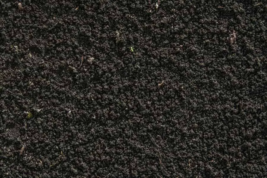 black soil
