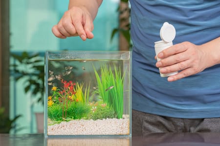 How To Feed Multiple Fish In One Tank: The Essential Guide