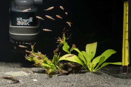 Can Fish Tank Filter Be Too Powerful?
