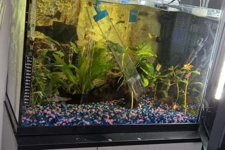 How Often Should You Clean Fish Tank Gravel?