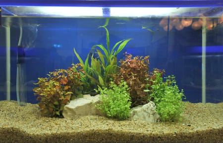 How Often To Change Gravel In A Fish Tank?