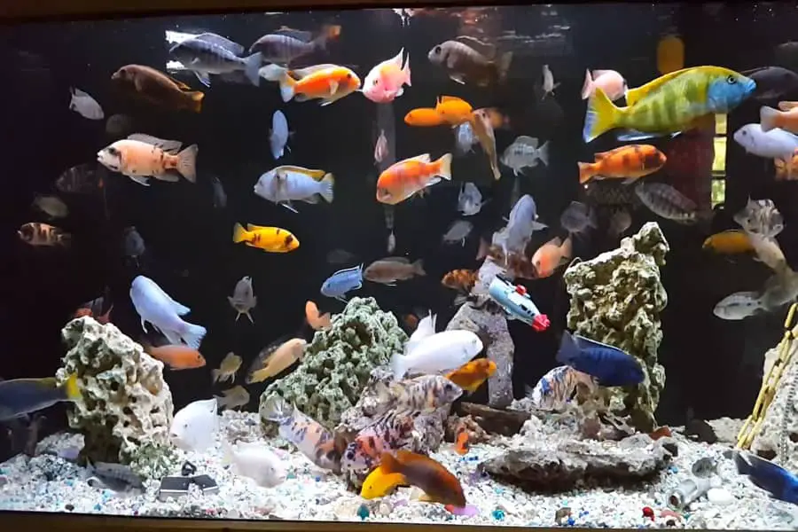 how to know if fish tank is overcrowded