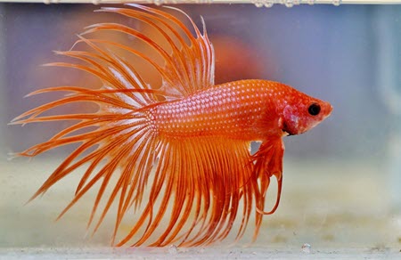Can Betta Fish Eat Chicken? How Much To Feed?