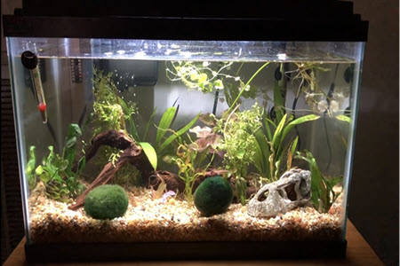 How To Build Up Aquarium Substrate: Here’s How