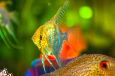 How To Treat Hexamita Disease In Aquarium Fish?