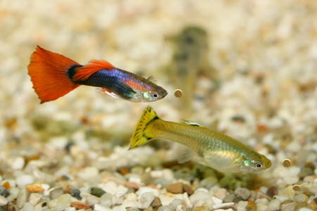 Are Guppies Bottom Feeders? This Is The Truth!