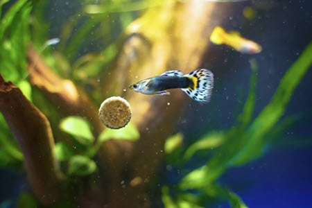 What Human Food Can Guppies Eat? A Guide To Safe Feeding