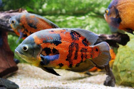9 Signs Your Oscar Fish Is Dying To Look For!