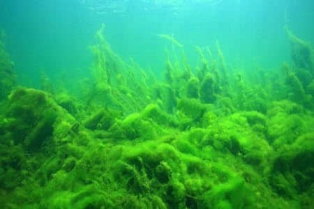 How To Control Algae Growth In Aquarium?