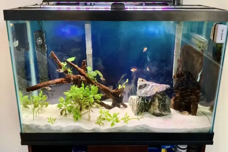can you add too much bacteria to a fish tank