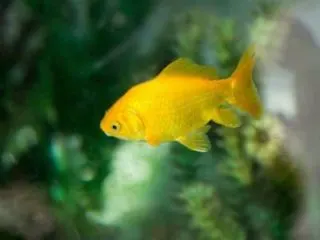 how to prevent aquarium fish from breeding