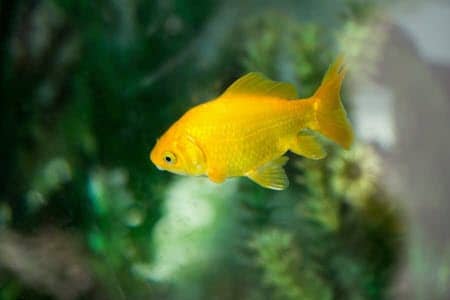 How To Prevent Aquarium Fish From Breeding?