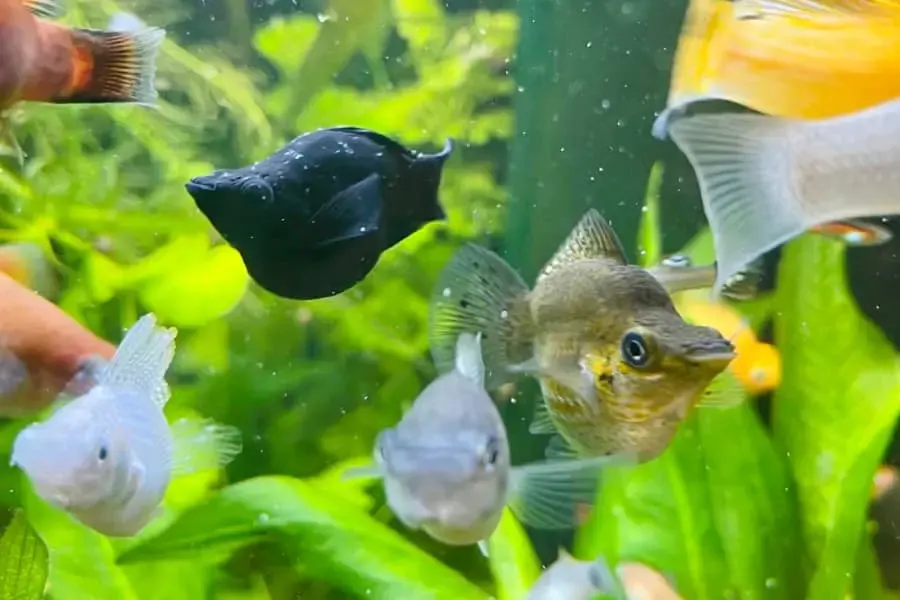 how to prevent aquarium fish from breeding