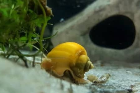Do Mystery Snails Need A Heater?