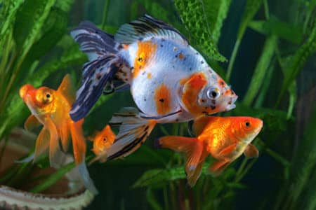 Why Is My Fish Hiding Behind The Filter? 11 Possible Reasons