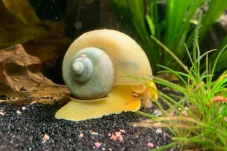 do mystery snails need a filter