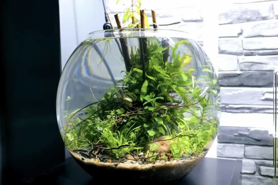 how to keep a fish bowl clean without a filter