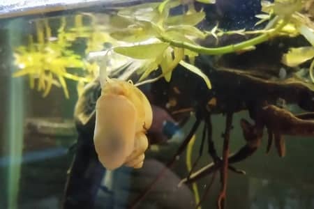 a mystery snail keep coming out of water 