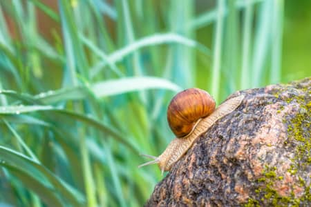 mystery snail keep falling 