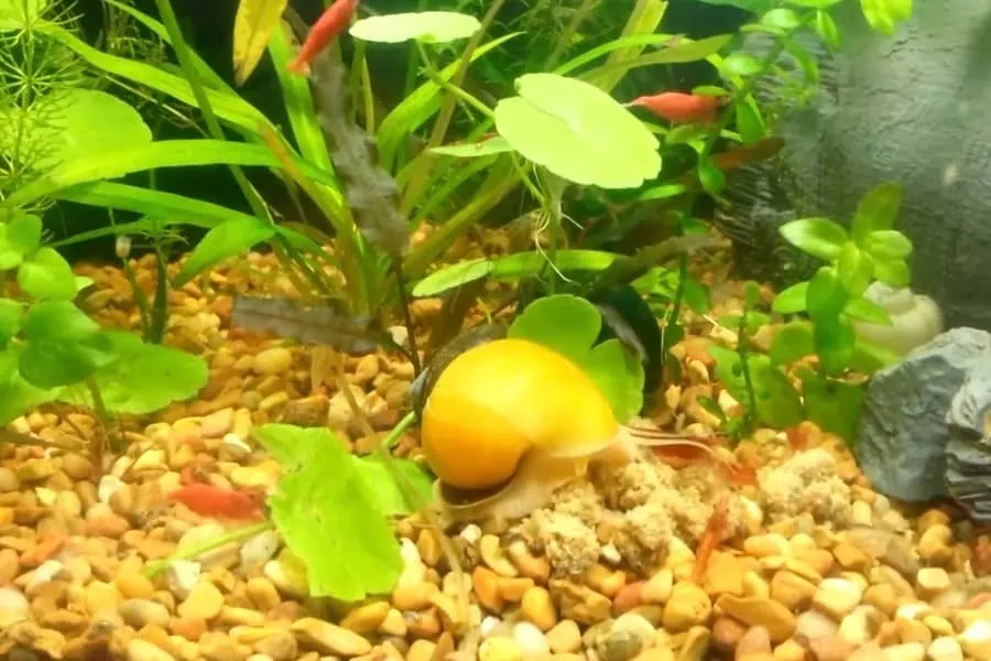 how fast do mystery snails grow 