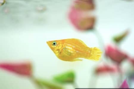 How To Know If Your Molly Fish About To Give Birth?