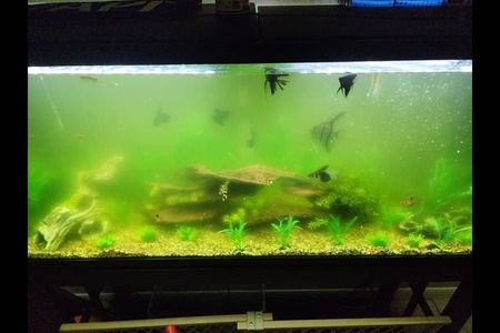Why Is My Fish Tank Cloudy And What To Do?