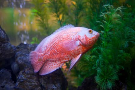 Why Is My Oscar Fish Twitching And How To Prevent Them?