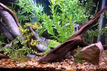 How To Choose The Best Driftwood For Aquarium?