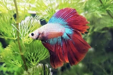 14 Common Betta Fish Diseases: How To Identify And Treat Them
