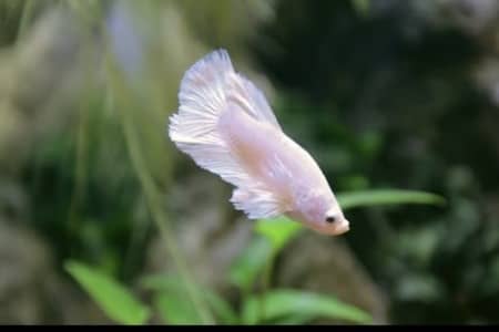 what to feed betta fish