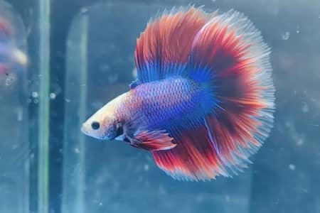 Ich In Betta Fish: Symptoms, Causes, And Treatments