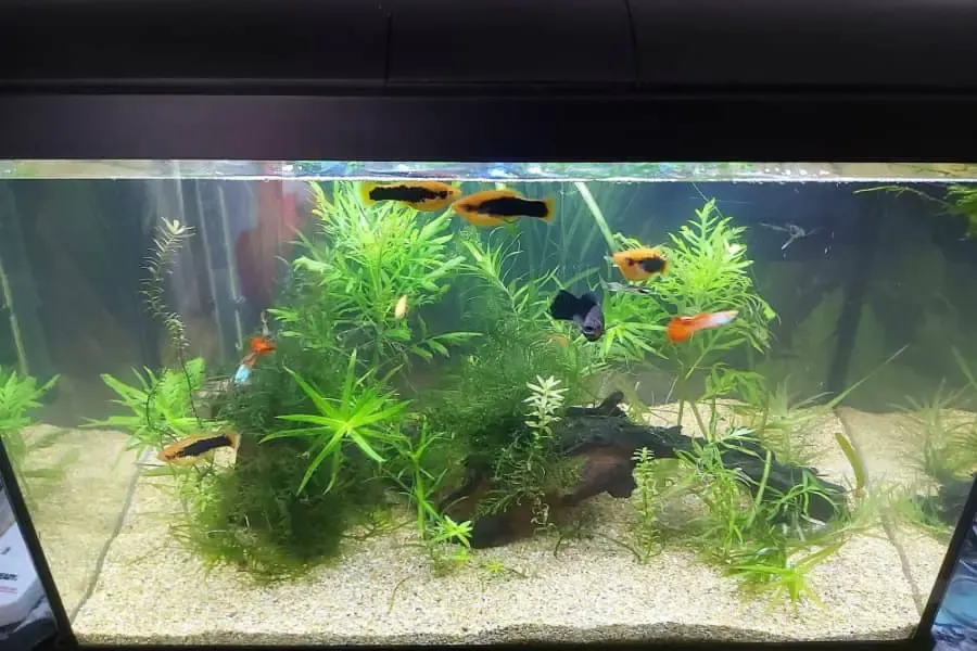 how often to change gravel in a fish tank