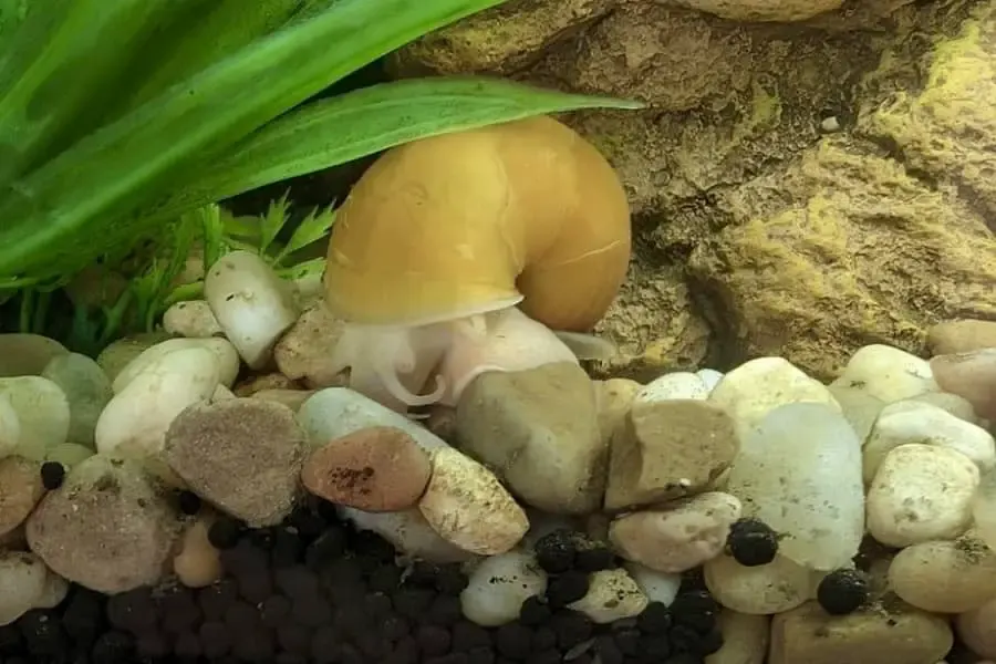 what to feed mystery snails