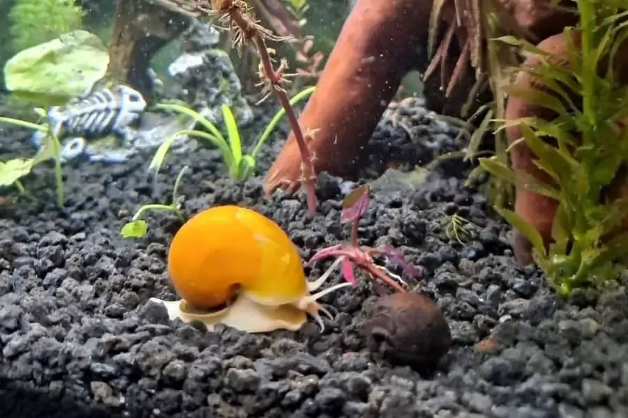 how to tell if mystery snail is dead 
