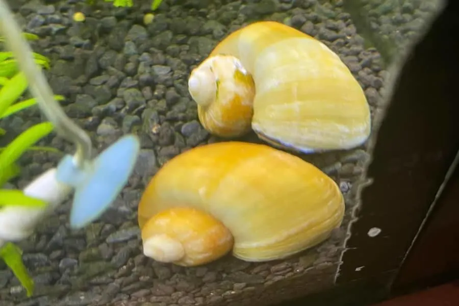 do mystery snails hibernate