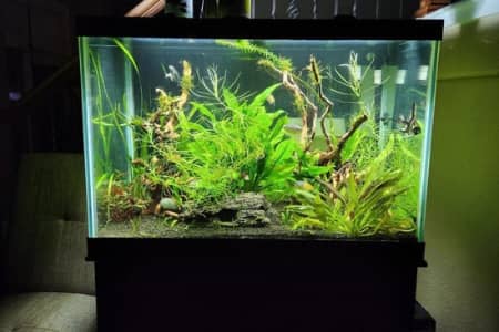 Acrylic Vs Glass Aquarium: Which Is Better?