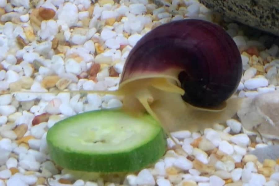 mystery snail 