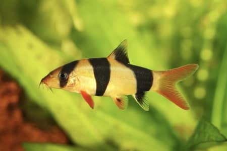 Clown Loach Care Guide: How To Properly Keep In An Aquarium