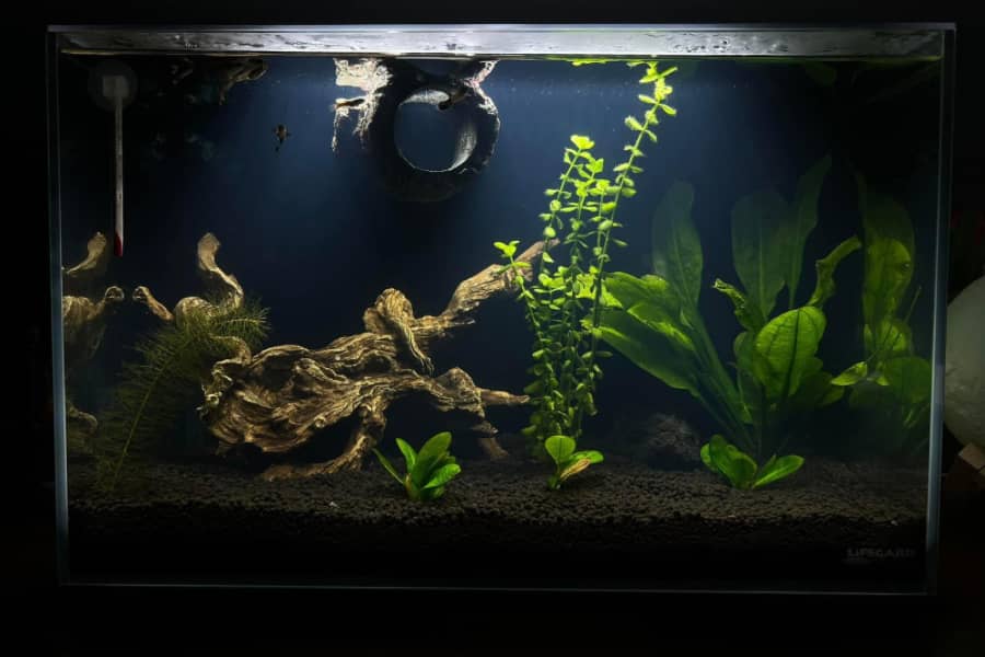 do fish need complete darkness to sleep
