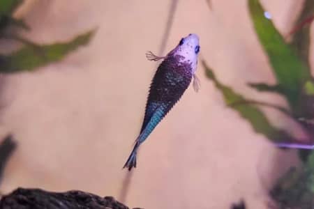 How To Treat Dropsy In Fish: A Helpful Guide