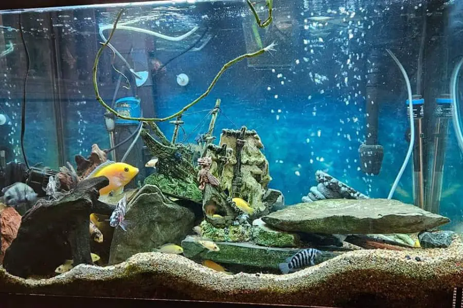 how to know if fish tank is overcrowded